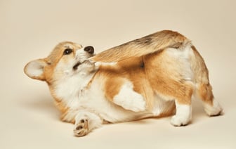 Почему собаки гоняются за своими хвостами? Оказывается, дело не только в скуке — Полезно