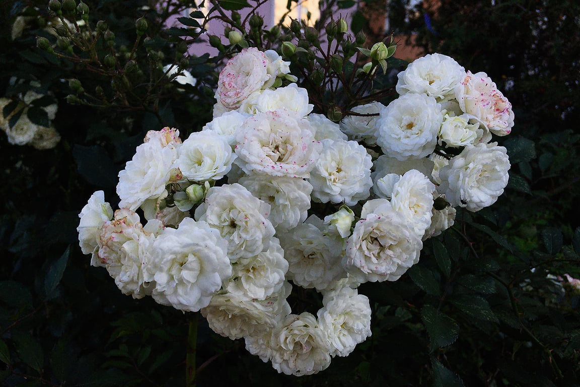 Розы цветут в сентябре на севере Беларуси. Витебск, Московский проспект. Фото Сергея Серебро