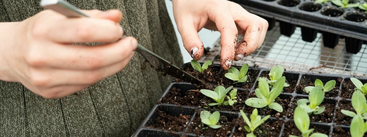 Нужно ли пикировать рассаду? Вот в каком случае это принесет богатый урожай — Полезно