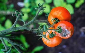 Увидели серый налёт на помидорах? Этот овощ и растение спасут посевы от гибели — Полезно