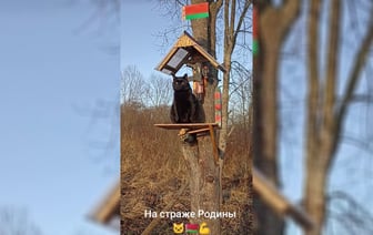 «Мышь не прошмыгнёт!» — Кот-«пограничник» Черныш покорил сердца белорусов в TikTok — Видео