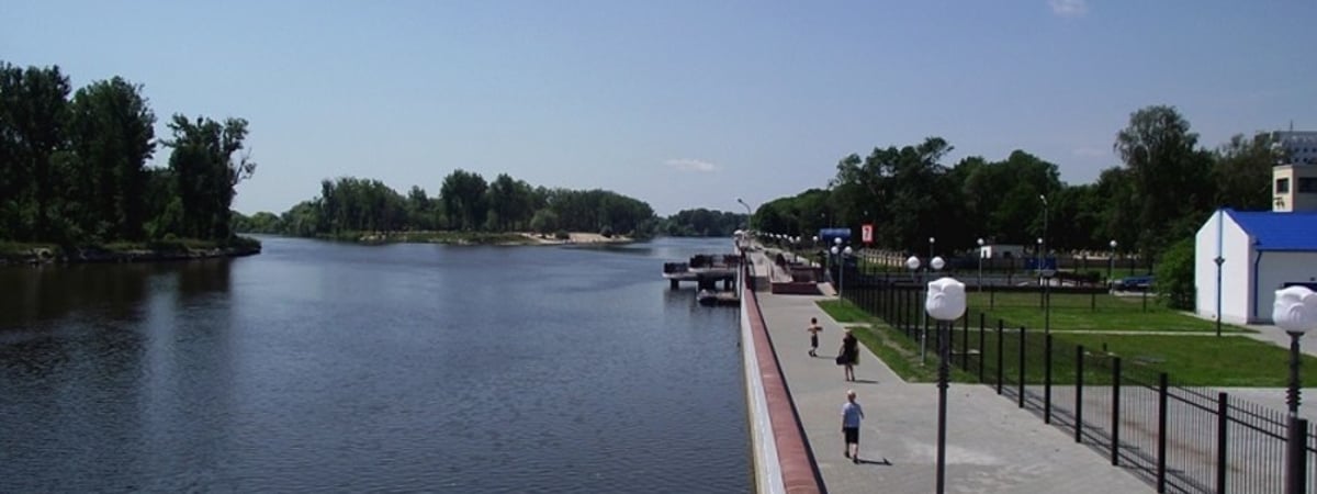 Набережную Пинска оккупировали змеи, свисают даже с деревьев (видео)