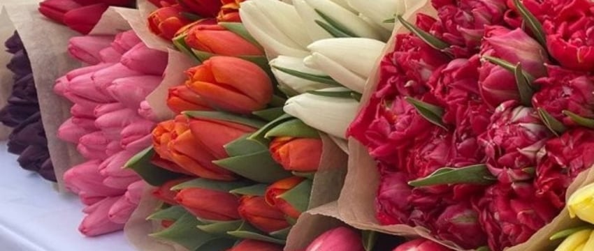Подарок надолго: как хранить срезанные мимозы, тюльпаны и розы
