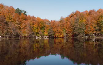 В Осиповичском районе в лесу насмерть замерзла пара пенсионеров
