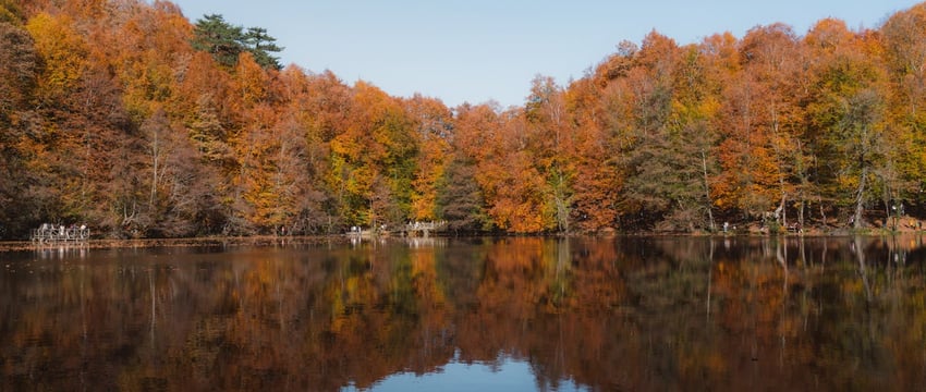 В Осиповичском районе в лесу насмерть замерзла пара пенсионеров