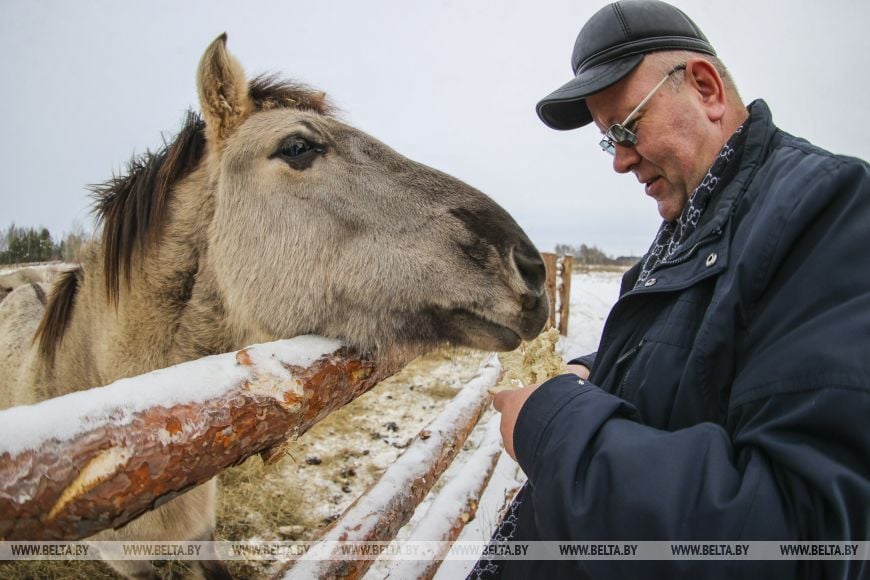 В заказнике «Споровский» туристам планируют показывать тарпанов и туров на вольном выпасе