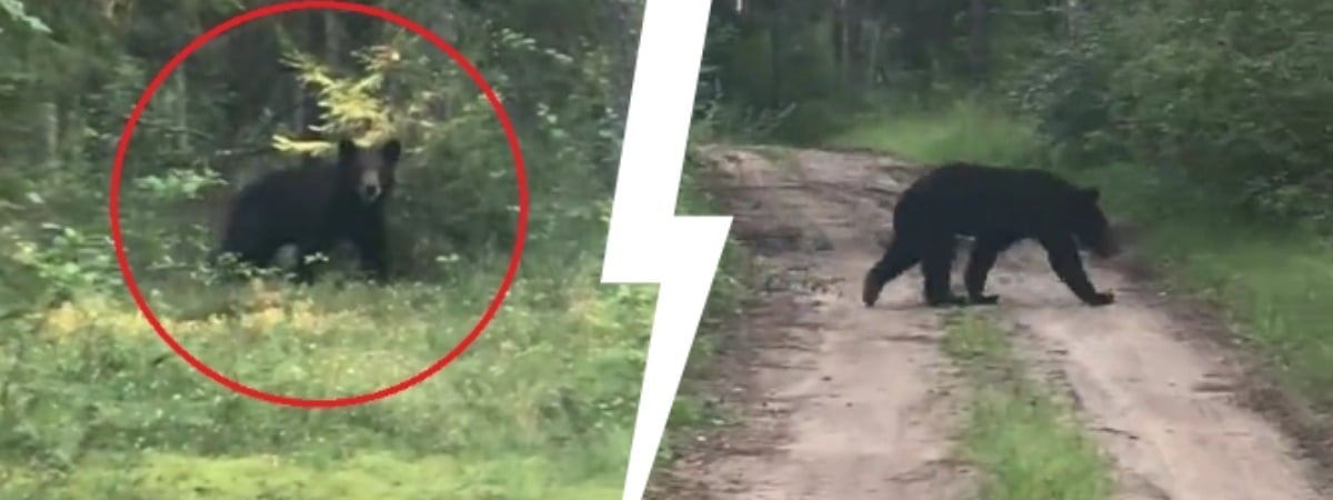 «Вы серьёзно? Мы там грибы собираем!» — Под Логойском заметили медведя — Видео