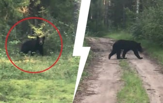 «Вы серьёзно? Мы там грибы собираем!» — Под Логойском заметили медведя — Видео