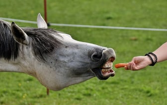 Более чем на 40% подорожали некоторые овощи в мае