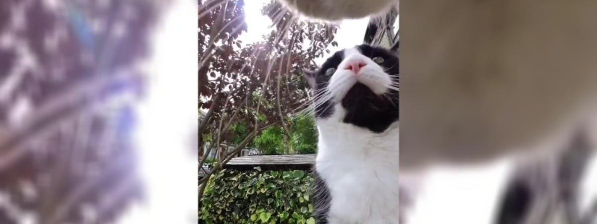 «У меня аж ладошки вспотели» — Видео, снятое кошкой, набрало почти 2 млн просмотров в TikTok — Видео