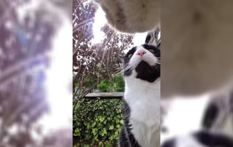 «У меня аж ладошки вспотели» — Видео, снятое кошкой, набрало почти 2 млн просмотров в TikTok — Видео