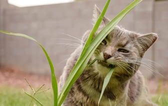 Почему кошки едят траву? Ветеринар объяснила, когда её стоит включить в рацион — Полезно