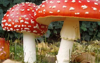 В Гомеле можно купить мухоморы. Сколько они стоят и для чего они нужны?