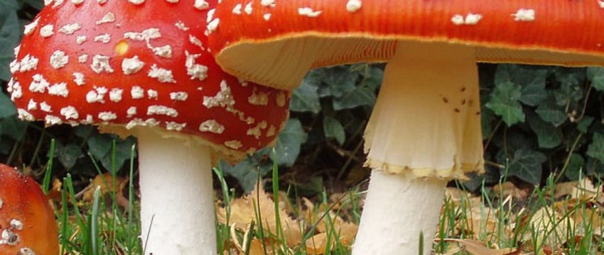 В Гомеле можно купить мухоморы. Сколько они стоят и для чего они нужны?
