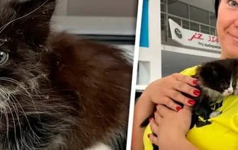 Котенок-путешественник с СТО нашел добрые руки