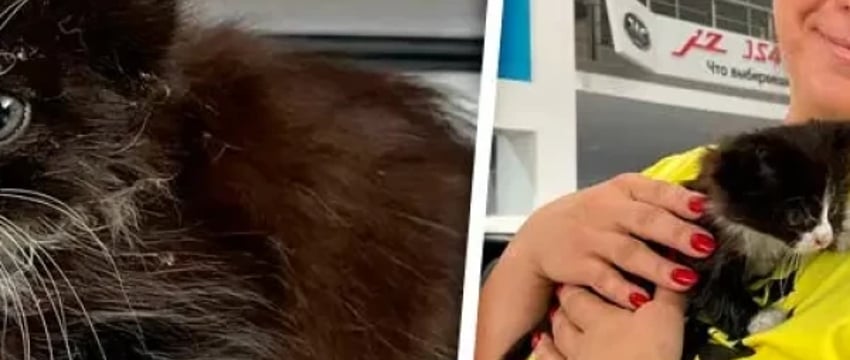 Котенок-путешественник с СТО нашел добрые руки