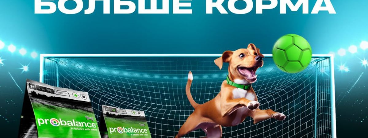 Betera Pets — масштабная акция помощи бездомным животным