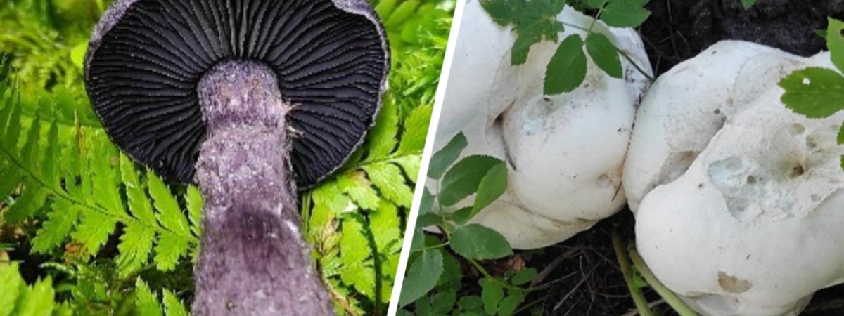 Ученые нашли в белорусских лесах гигантский шампиньон и фиолетовый паутинник. А есть их можно? — Фото