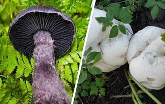 Ученые нашли в белорусских лесах гигантский шампиньон и фиолетовый паутинник. А есть их можно? — Фото