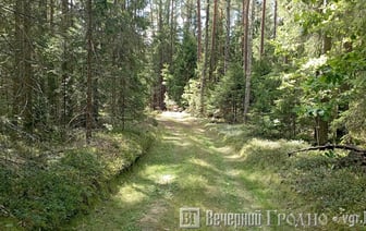 В лесу без пикников — в каких районах запрет на посещение лесов