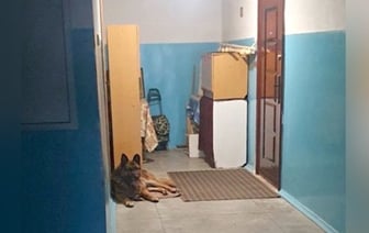 Собака забрела в подъезд и держала в страхе жильцов. Как разрешилась ситуация?