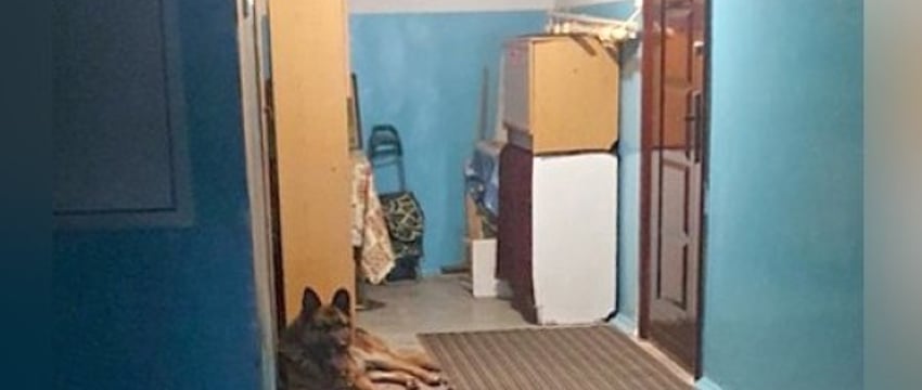 Собака забрела в подъезд и держала в страхе жильцов. Как разрешилась ситуация?