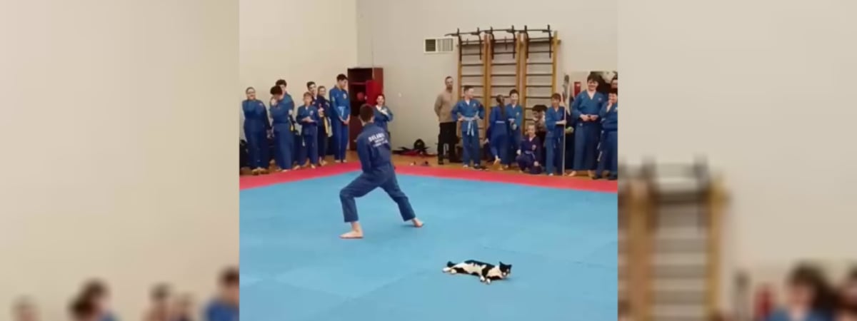«Как мило» — Невозмутимый кот оказался в центре внимания на соревнованиях по боевым искусствам в Витебске — Видео