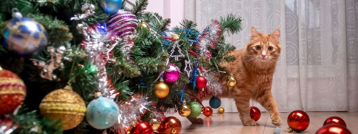 Чем опрыскать ёлку, чтобы кошка потеряла к ней интерес? Узнали, какие запахи ей не нравятся — Полезно