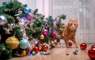 Чем опрыскать ёлку, чтобы кошка потеряла к ней интерес? Узнали, какие запахи ей не нравятся — Полезно