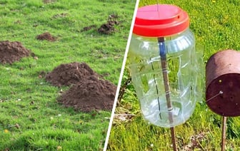 Как избавиться от крота на участке? Нашли действенные и гуманные способы — Полезно