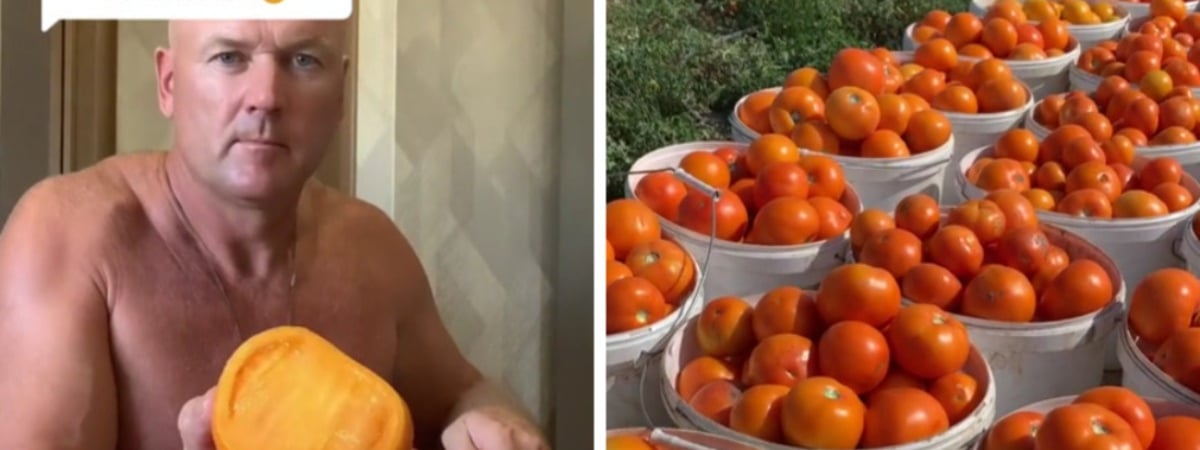 «Начну раздавать бесплатно» — Белорус предложил купить его помидоры по 2 рубля. Куда ехать? — Видео
