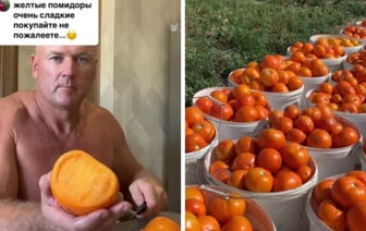 «Начну раздавать бесплатно» — Белорус предложил купить его помидоры по 2 рубля. Куда ехать? — Видео