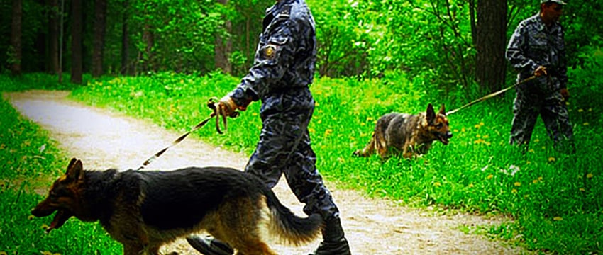 В Лиозненском районе ищут заблудившегося в лесу пенсионер