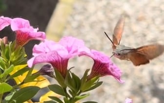 Редкую для Беларуси бабочку заметили под Барановичами