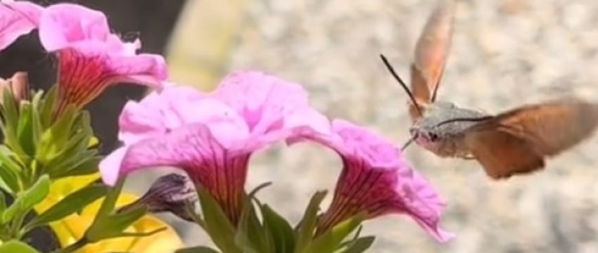 Редкую для Беларуси бабочку заметили под Барановичами