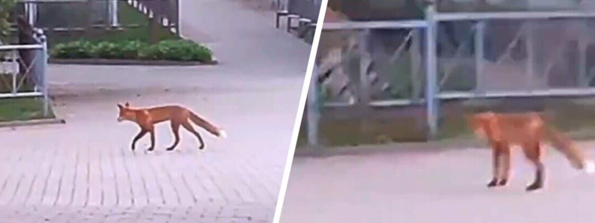 «Пришла посмотреть на тигра» —  В Гродненский зоопарк прибежала дикая лиса — Видео