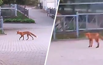 «Пришла посмотреть на тигра» —  В Гродненский зоопарк прибежала дикая лиса — Видео