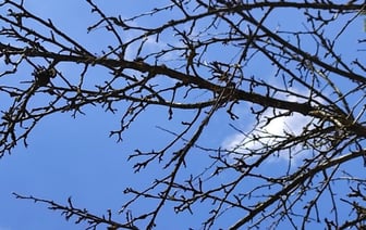 Прошедший январь стал самым теплым за весь период инструментальных метеонаблюдений на территории Беларуси