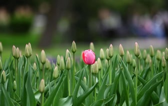 В Гомеле до морозов высадят более 100 тыс. луковиц тюльпанов