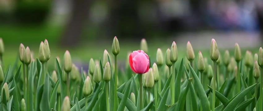В Гомеле до морозов высадят более 100 тыс. луковиц тюльпанов