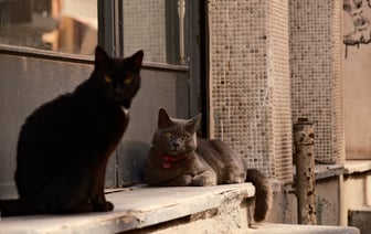 Как убрать шерсть после кошек и собак? Эти 2 способа заставят забыть про пылесос и ролики для одежды — Полезно