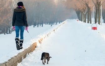 В Польше решили находить и штрафовать владельцев по неубранным кучкам собак. Когда в Беларуси?