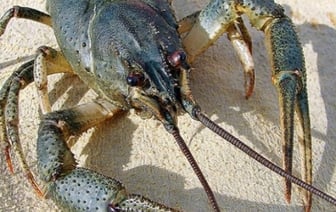 Штраф за особь — 60 рублей. В Госинспекции рассказали, как правильно ловить раков