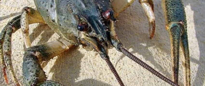 Штраф за особь — 60 рублей. В Госинспекции рассказали, как правильно ловить раков