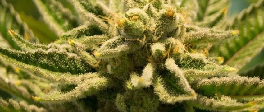 Выращивал коноплю для улучшения сна житель Барановичей. Что решил суд