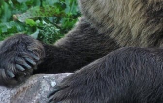 Сбит медведь на трассе М1 в Беларуси