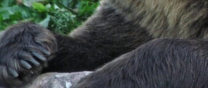 Сбит медведь на трассе М1 в Беларуси