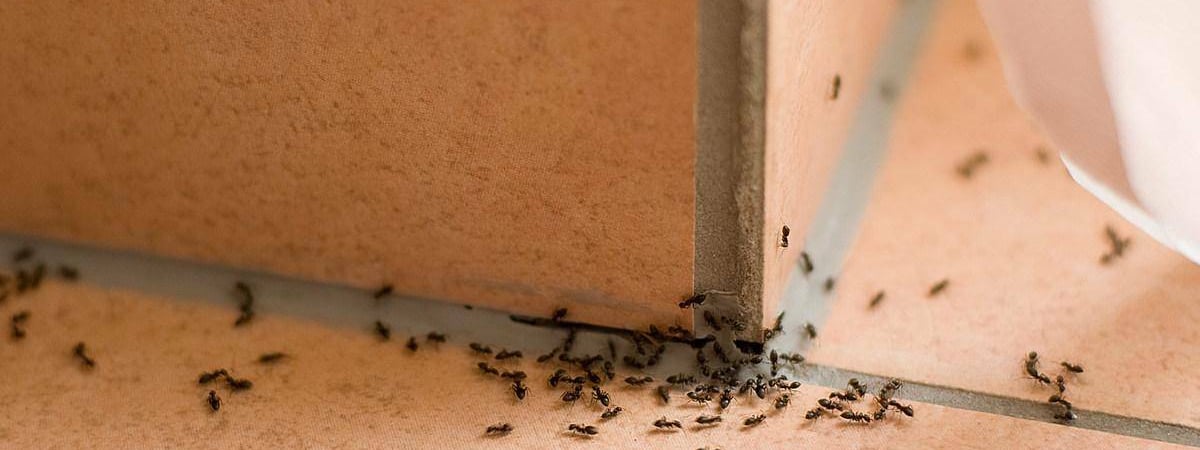 Как бороться с муравьями в доме? Разложите вокруг эти продукты — Полезно