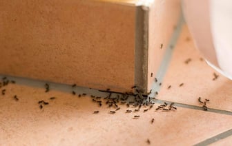 Как бороться с муравьями в доме? Разложите вокруг эти продукты — Полезно