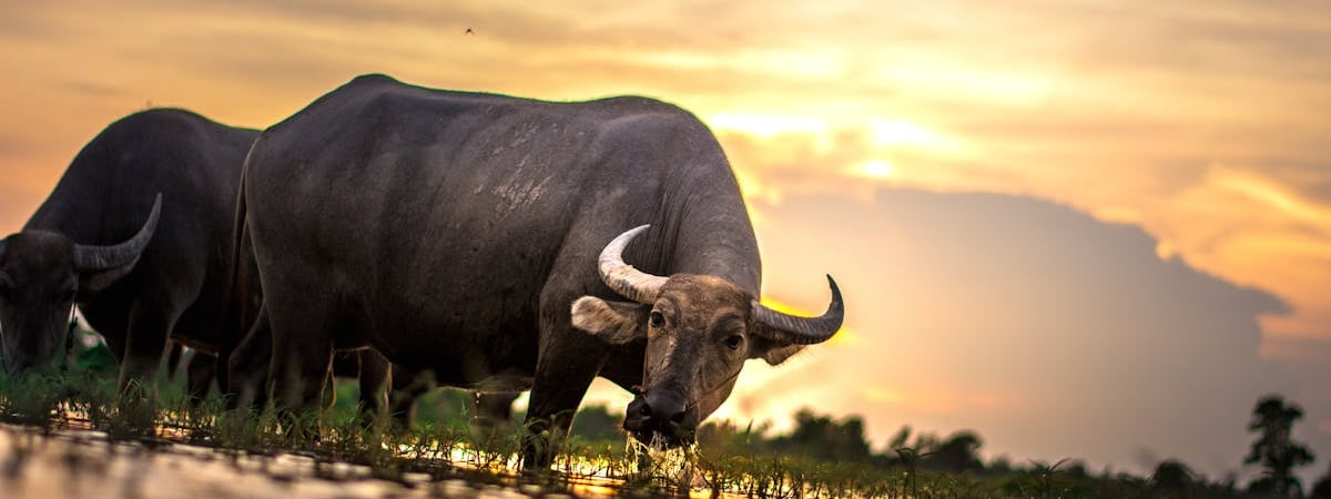 Эвакуированная из Мьянмы беларуска рассказала о том, как попала в трудовое рабство